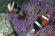 clarkii_2_65.jpg (1595 oCg)